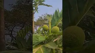 elightgreen breadfruit plant, artocarpus camansi, bread nut fruit 😋 👌#fruit #fruittree #uniquefruit