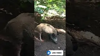 Как трудиться дикий кабан#pig#cute#smart#тотем