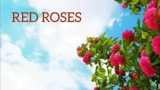 Red Roses | Red Blooms | Rose Flower Photos