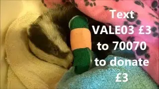 Badger cub very ill... We need your help now!