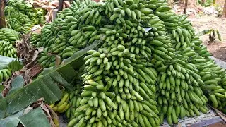 The Danida Market Development Partnership (DMDP) Programme Impact Documentary