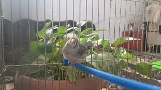 عالم الزيبرا فينش… تفاصيل ناعمة تستحق الاكتشاف 🔍🐦