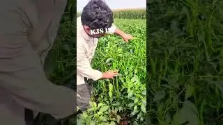 KJS 171 సన్న రకం పచ్చిమిర్చి బ్యాడిగి రకం వైరస్ తట్టుకొని ఏపుగా పెరుగును ph 7569476474