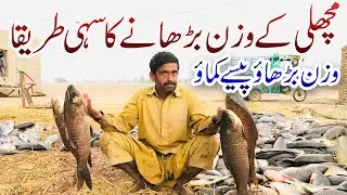 Fish farming | Amazon business in Pakistan Thela fish Ka Shekar  مچھلی کی کاشت کاری کرو روپے کماؤ۔۔