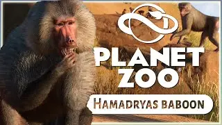 Новый павиан-гамадриас! | Набор животных Planet Zoo Zookeepers | Скриншоты