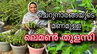 ചെറുനാരങ്ങയുടെ മണമുള്ള ലെമൺ തുളസി | Lemon Tulsi Farming and its Health Benefits | Lemon Basil
