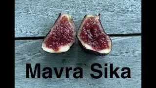 Mavra Sika 2025