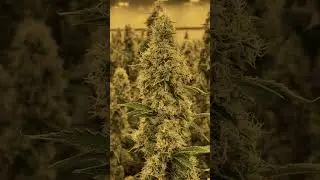 L'&eacute;tape de floraison 🌺