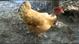 Chicken Talk.  Chicken and chick communication / talk/ language