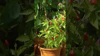 Best Heat Tolerant Vegetables for Full Sun #vegetables #heattolerantplants