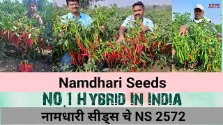 Namdhari Seeds Chilli NS 2572 exceptional Yield (नक्की बघा)