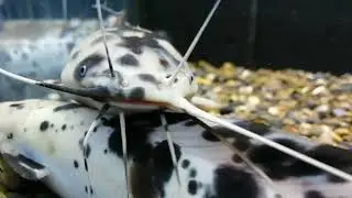 Ictalurus punctatus - pesce gatto maculato