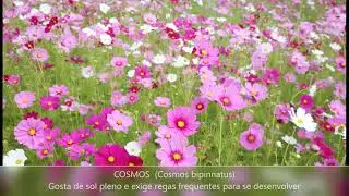 FLORES E FOLHAGENS PARA CANTEIROS & BORDADURAS DE JARDIM #flores #jardim