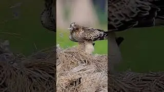 Booted Eagle | Wildlife Photography | Bird Photography | #camera #viralshorts #vairal #photograpy |