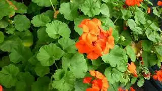 Id Pelargonium hortorum rubrotinctum &laquo;malv&oacute;n&raquo;. Identificaci&oacute;n visual - Bot&aacute;nica.