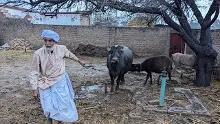 Buffalo farming in village|| buffalo Care with hamza.
