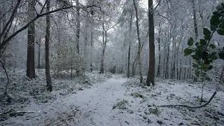 Summer - Autumn - Winter - Spring | Woodland Timelapse