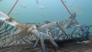 Boat limit of blue swimmer crabs in under an hour  Bunbury 2024