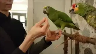 Step up training with amazon parrot