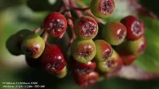 Canon EOS 77D Sample Images
