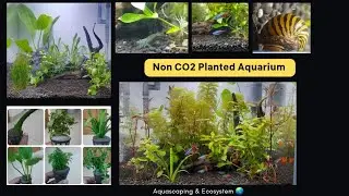 Planted aquarium setup☘️| Non CO2 | aquascaping💙🐠🐌 #plantedaquarium #aquascape #howto