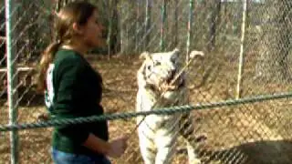 Jellybean, the white tiger at the Carolina Tiger Rescue