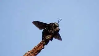 Carpenter Bee sunbathing (20July2014a)