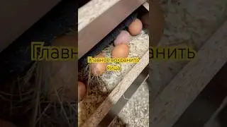 Главное сохранить яйца! #фазенда #яйца #курятниксвоимируками #chicken #life #fazenda #eggs #животные