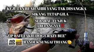 Pengembaraan Solo Meranduk Sungai Triang-Sambaran Tak Terduga Sebarau 3 Belang-Zipbait-Vlog353