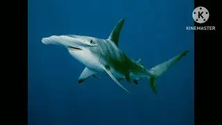 Hammerhead shark  Sound Effects