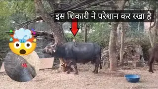 Day 23/30 Killer Bird 🐦&zwj;🔥DAIRY FARM DAILY ROUTINE || 7:00 AM &Tau;&omicron; 4:00 PM ||#cow #bull #petsvlogs 