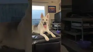Day in the life of a Husky German Shepherd mix! #shepsky #dayinthelife #doglife #funnydogshorts