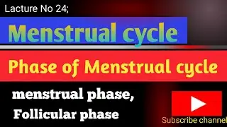 Menstrual Cycle Explained | Definition, Duration & Phases (Menstrual, Follicular)