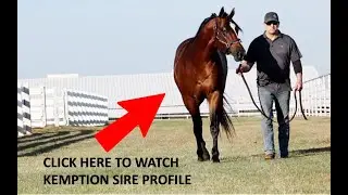 2026 Sire Profile: Kempton - StallioneSearch.com