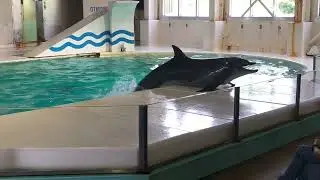 Otaru aquarium hokkaido Japan#japaneselife#japan#adventure