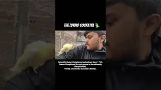The lutino cockatiel 🦜Scientific Name: Nymphicus hollandicus.Genus: Nymphicus.Family: Cacatuidae