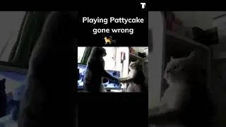 #Shorts FUNNY CATS PLAYING PATTYCAKE.🐈The Cutest of 2023 #funnyvideo #cats #pets #funny  #viralvideo