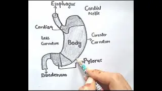 How to draw stomach step by step | stomach diagram