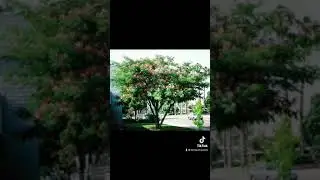 Albizia Tree 🌲