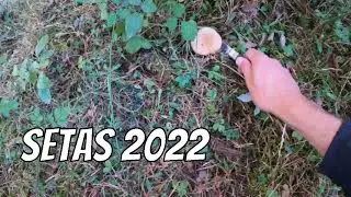 🌱 Setas 2022 🌱