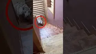 El hombre cri&oacute; un tigre domesticado en casa 😮 #shorts