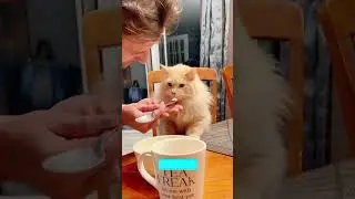 Funniest Cat 😅 New Funny Cats 2024 😻 # #2007