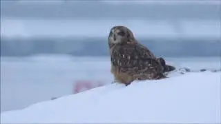Hibou des marais / Short Eared Owl  Montr&eacute;al 18/12/2017