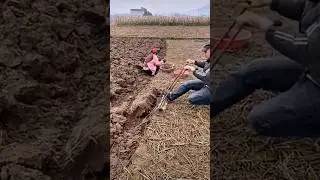 The correct rules for digging land for potato cultivation