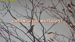 Koperwiek een wintergast 24 11 2023
