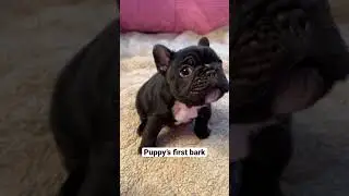 Adorable Frenchie Puppy's First Squeaky Barks