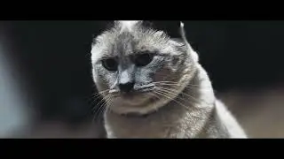Nine (The Badlandz Media House guard cat) meets Sigma DG DN 70-200 F2.8 Art lens (Sony E Mount)
