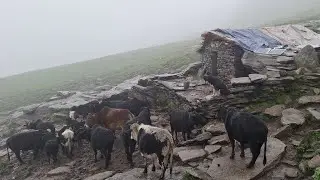 This Is Himalayas Sheep Sherphard Western Rural Nepal || Most Peaceful And Relaxing Himalayas || 