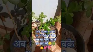 💰 Jade Plant Benefits | घर में धन और पॉजिटिव एनर्जी 😮🏡💯jade #yt#gardening #plants #shorts #tweening