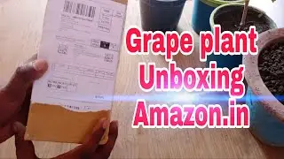 Grape plant (Black) Unboxing, Amazon.in